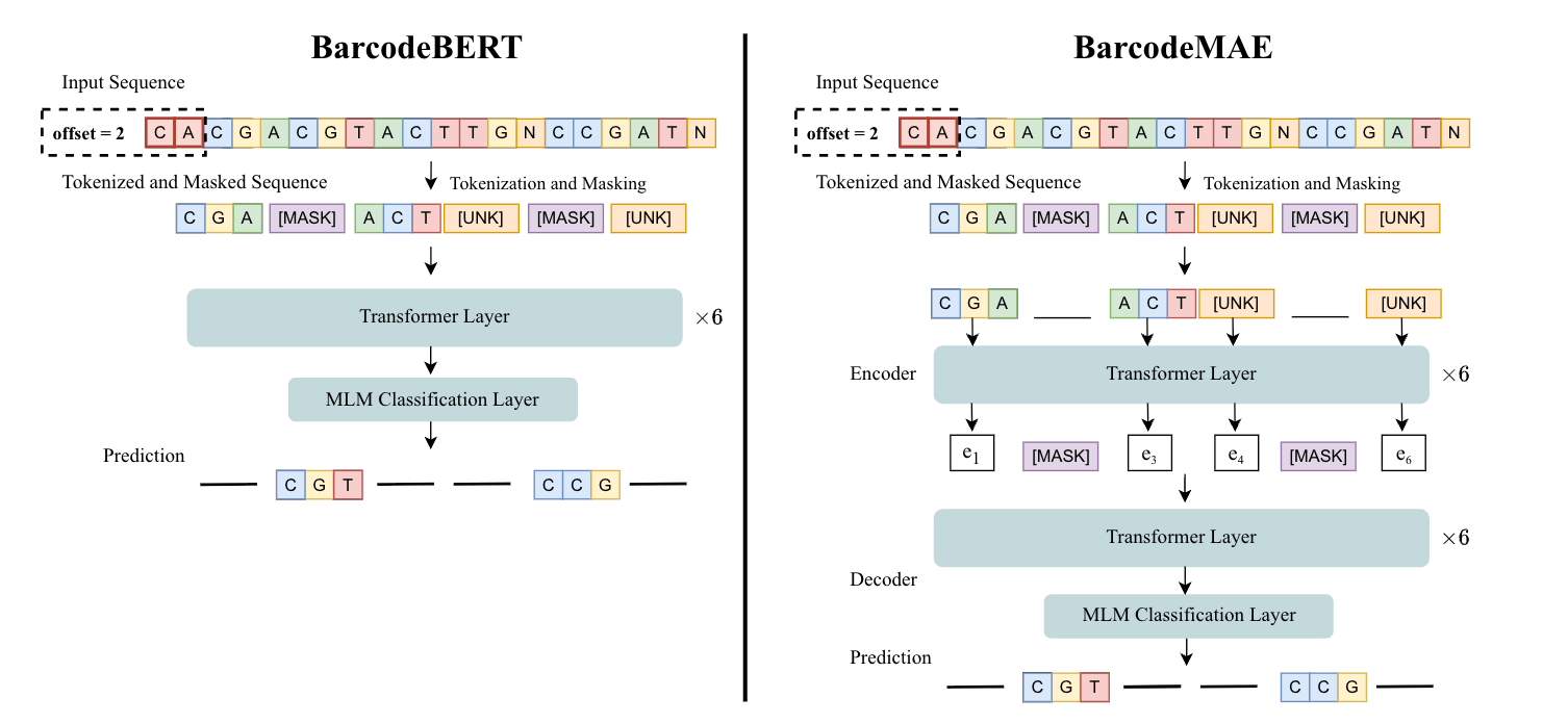Enhancing DNA Foundation Models to Address Masking Inefficiencies