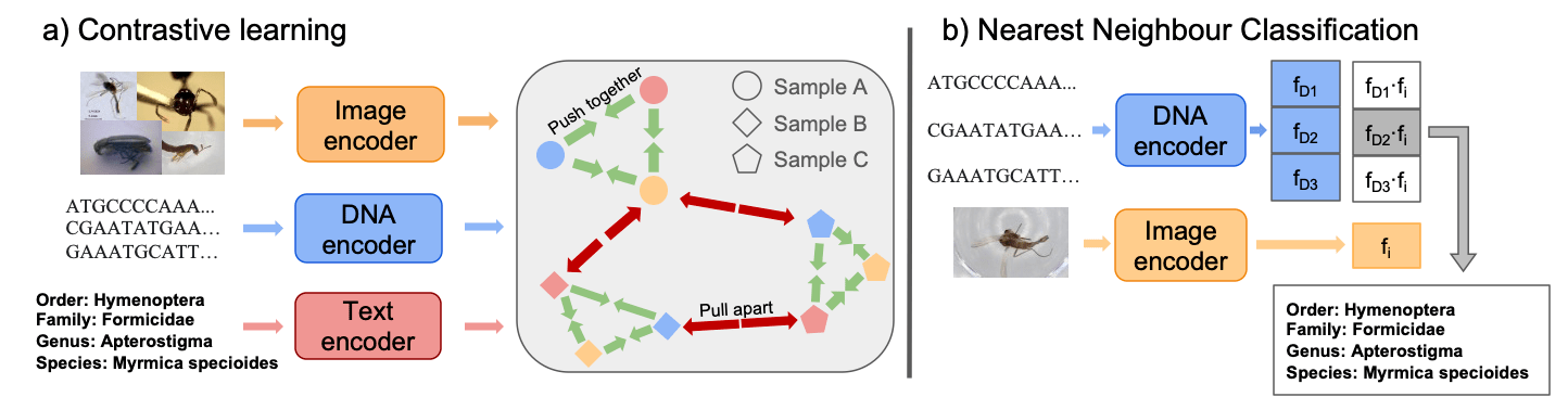 CLIBD: Bridging Vision and Genomics for Biodiversity Monitoring at Scale